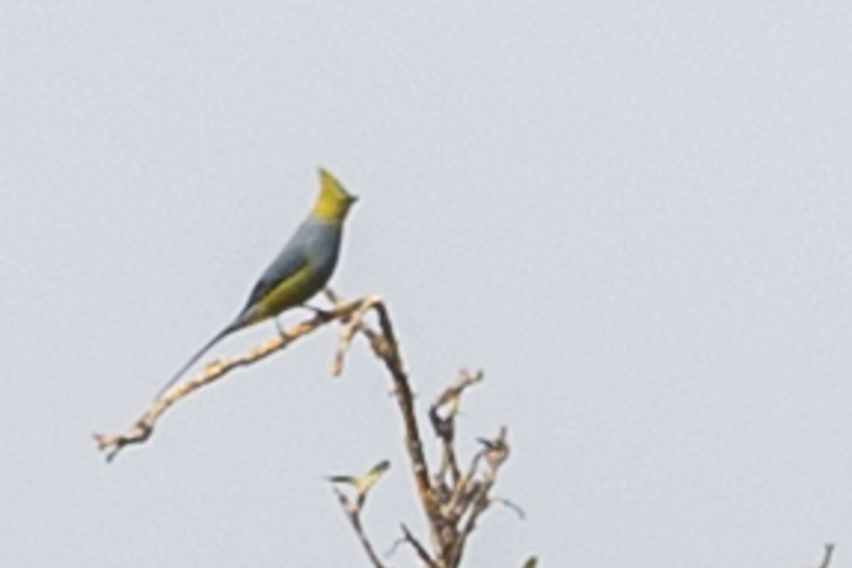 Long-tailed Silky-flycatcher - ML615612148