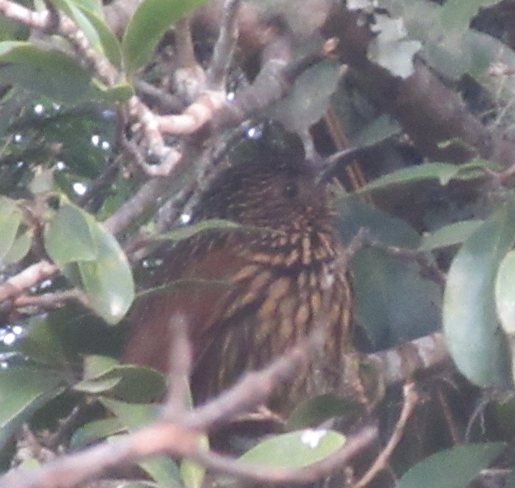 Trepamusgos Flamulado - ML615612156