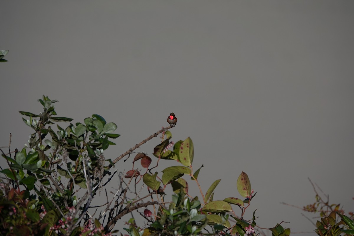 Rufous Hummingbird - ML615612161