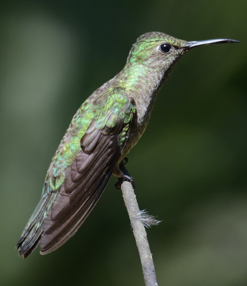 kolibřík skvrnitoprsý - ML615612163