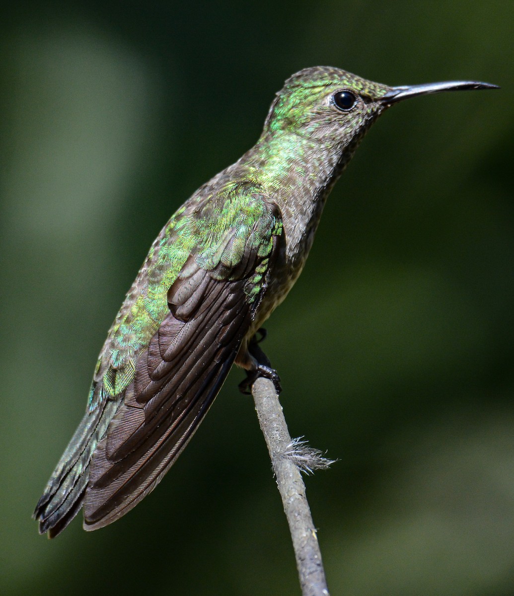 Scaly-breasted Hummingbird - Jeffry Morataya