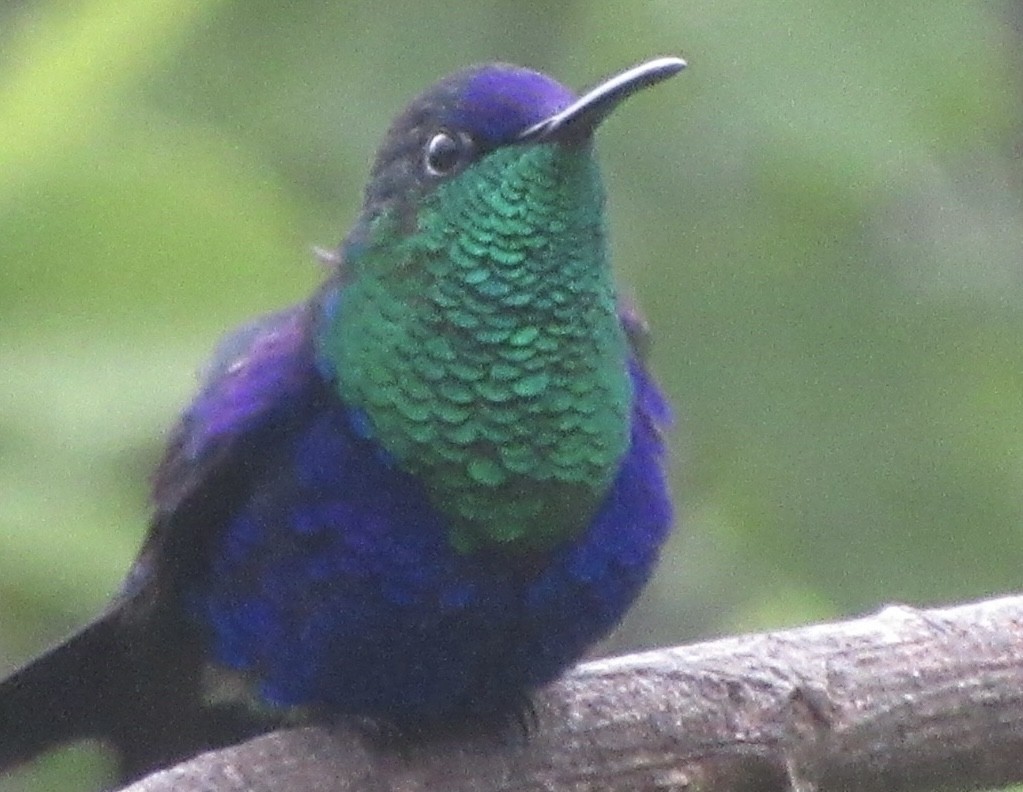 kolibřík vidloocasý - ML615612182