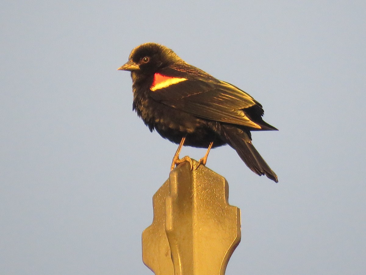 Red-winged Blackbird - ML615612243