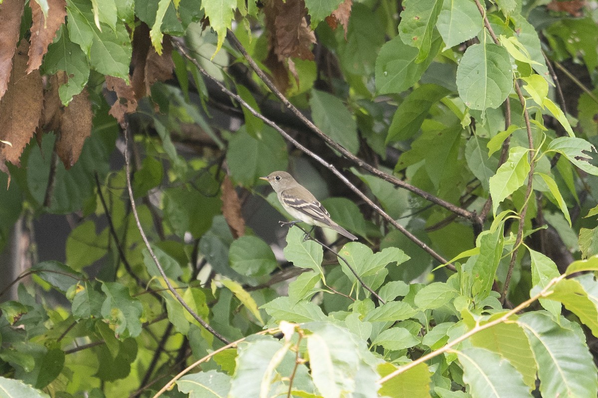 Empidonax sp. - Joey Negreann