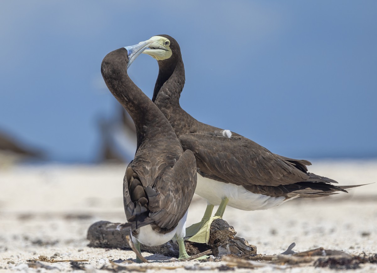 Brown Booby - ML615612323
