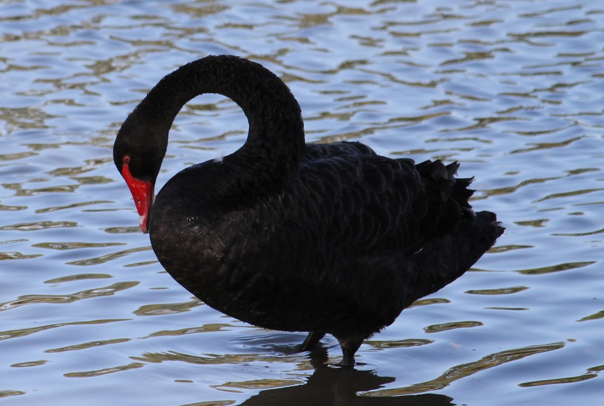 Black Swan - ML615612377