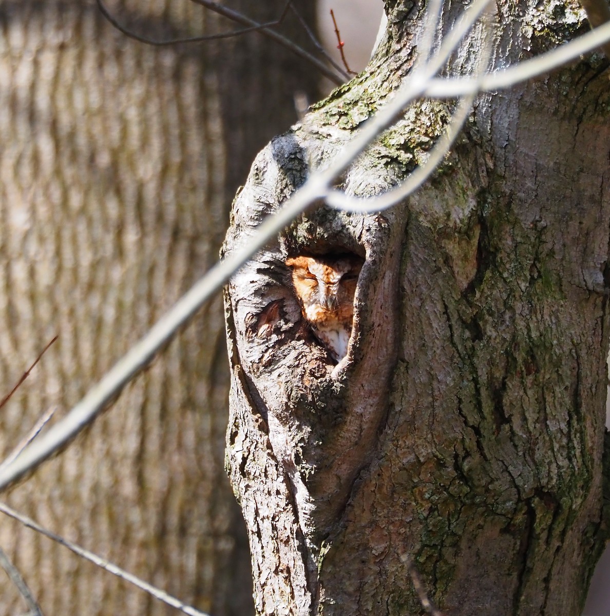 Eastern Screech-Owl - ML615612406