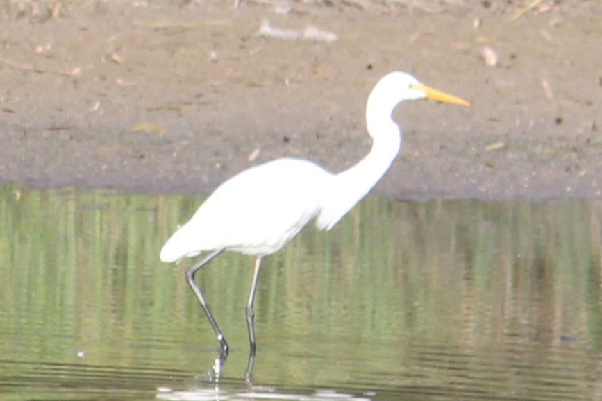 Great Egret - ML615612457