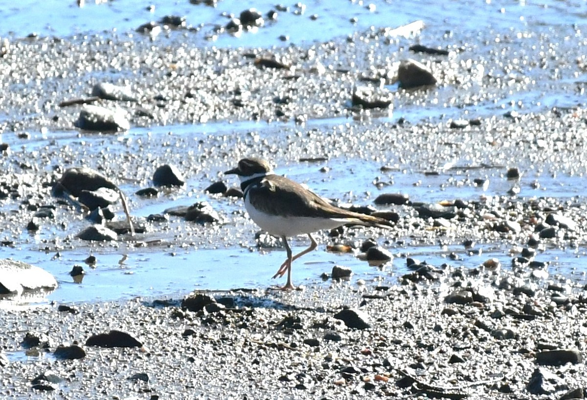 Killdeer - ML615612488