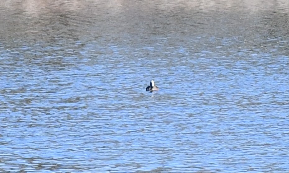 American Wigeon - ML615612545