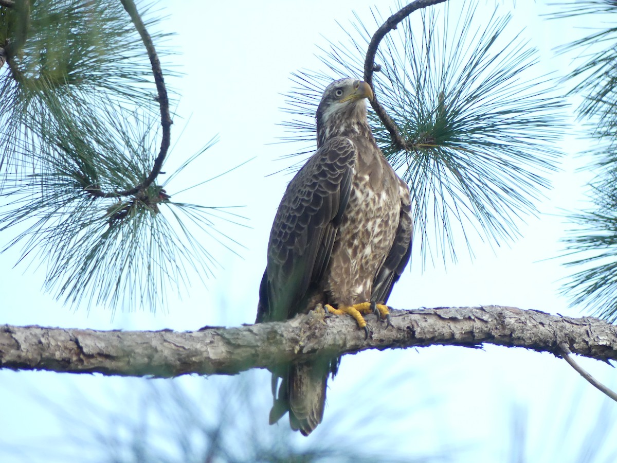 Bald Eagle - ML615612562