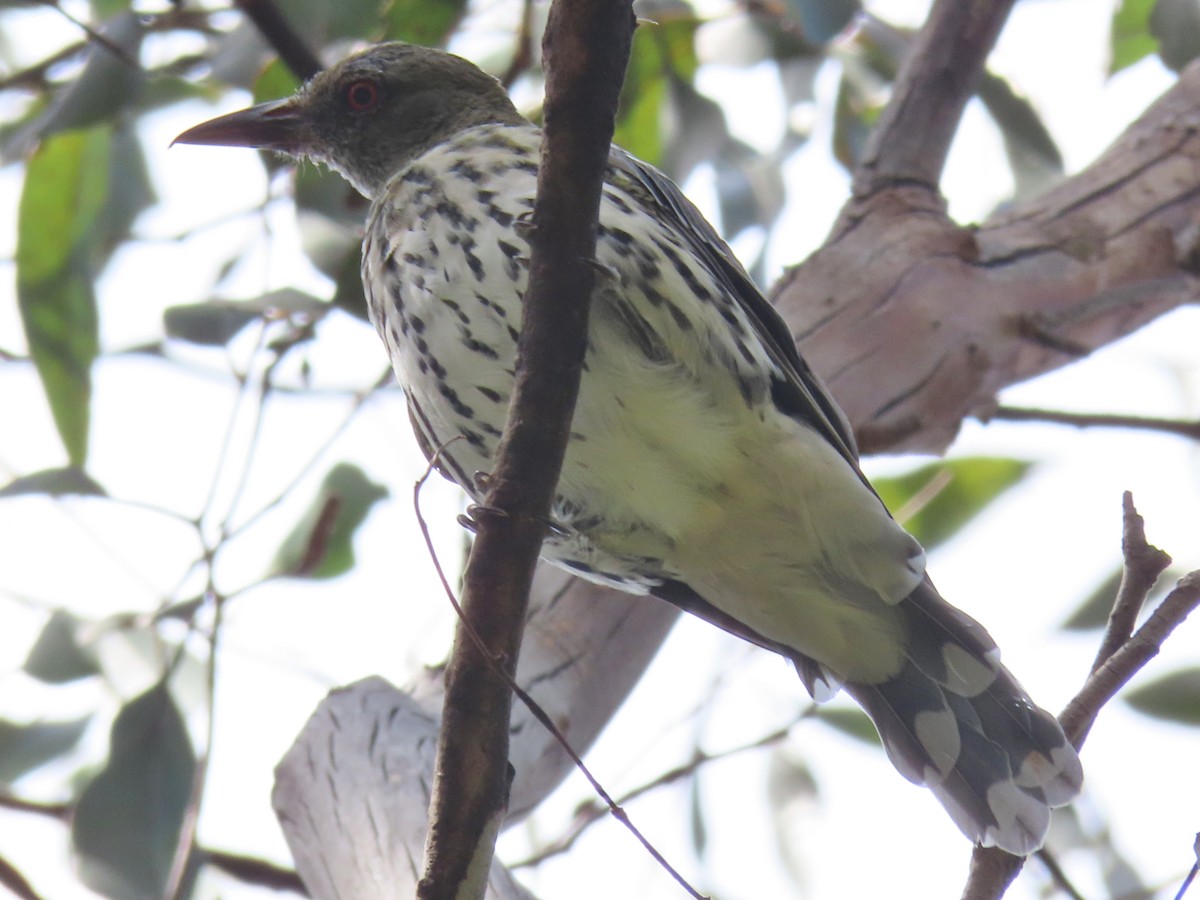 Olive-backed Oriole - Phil Skeggs