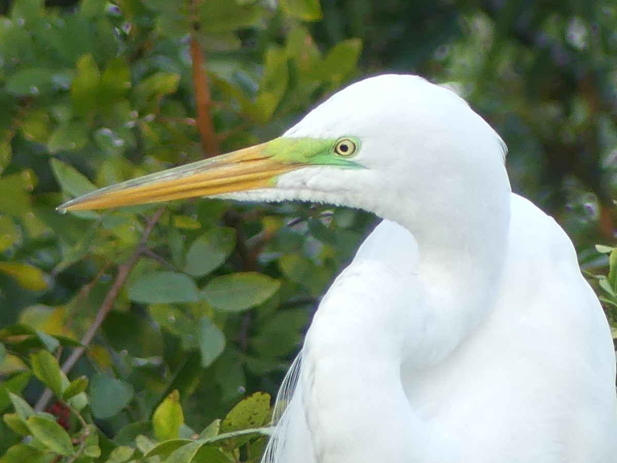 Great Egret - ML615612711