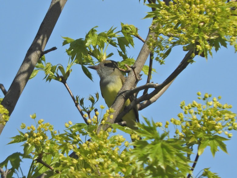 Great Crested Flycatcher - ML615612747