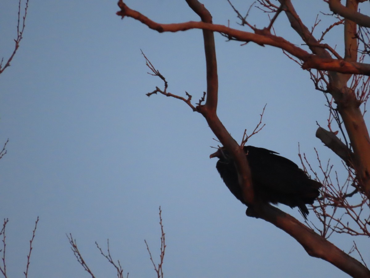 Black Vulture - ML615612776