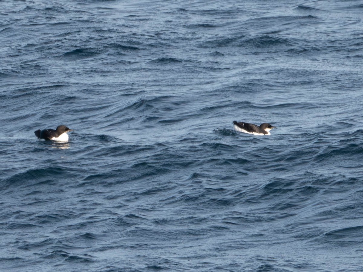 Thick-billed Murre - ML615612818