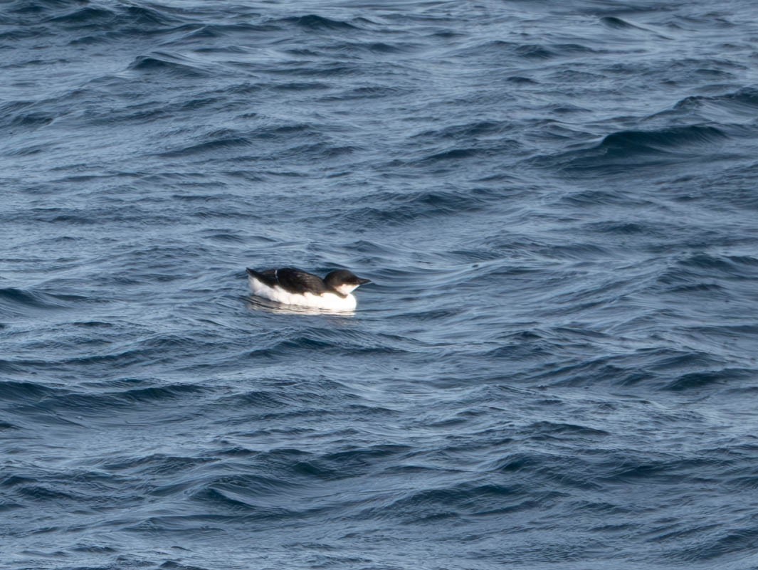 Thick-billed Murre - ML615612819