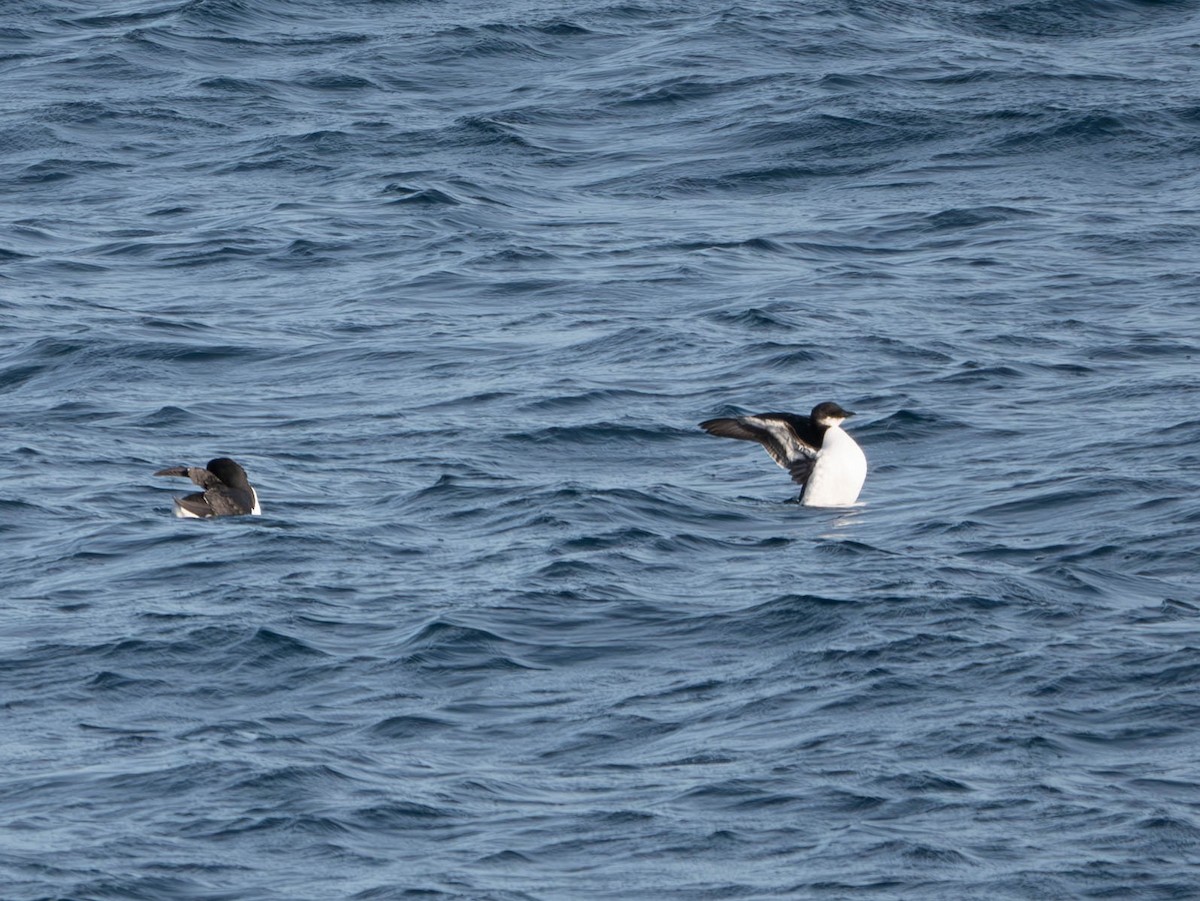 Thick-billed Murre - ML615612836