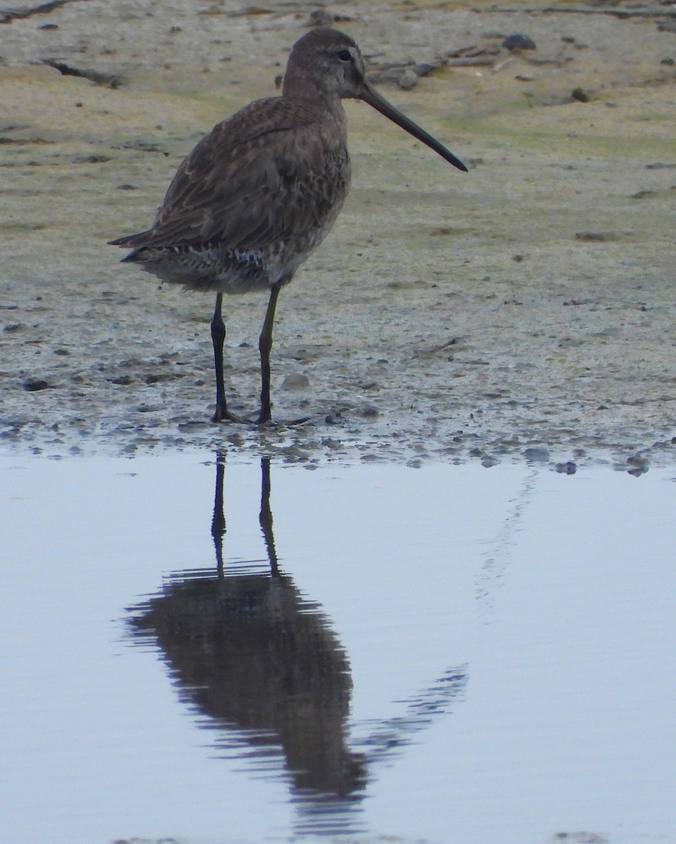 Long-billed Dowitcher - ML615612881