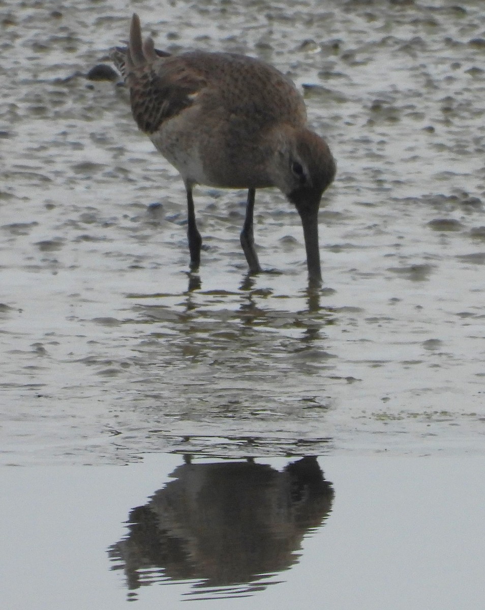 Long-billed Dowitcher - ML615612904