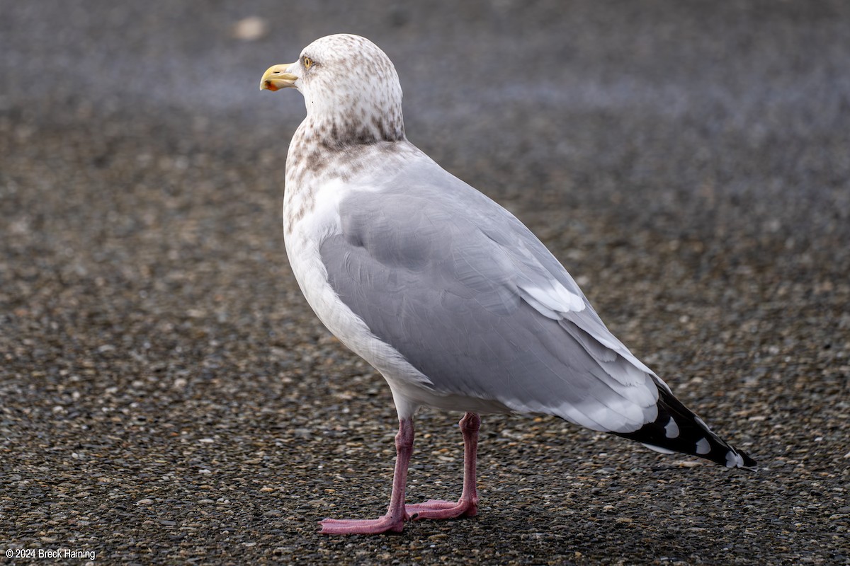 Herring Gull - ML615612922