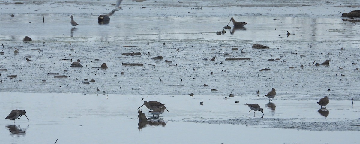 Long-billed Dowitcher - ML615612960