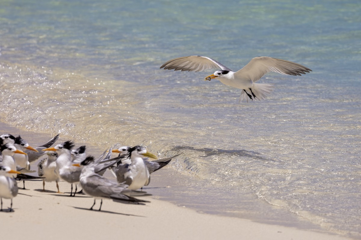 Lesser Crested Tern - Jill Duncan &  Ken Bissett