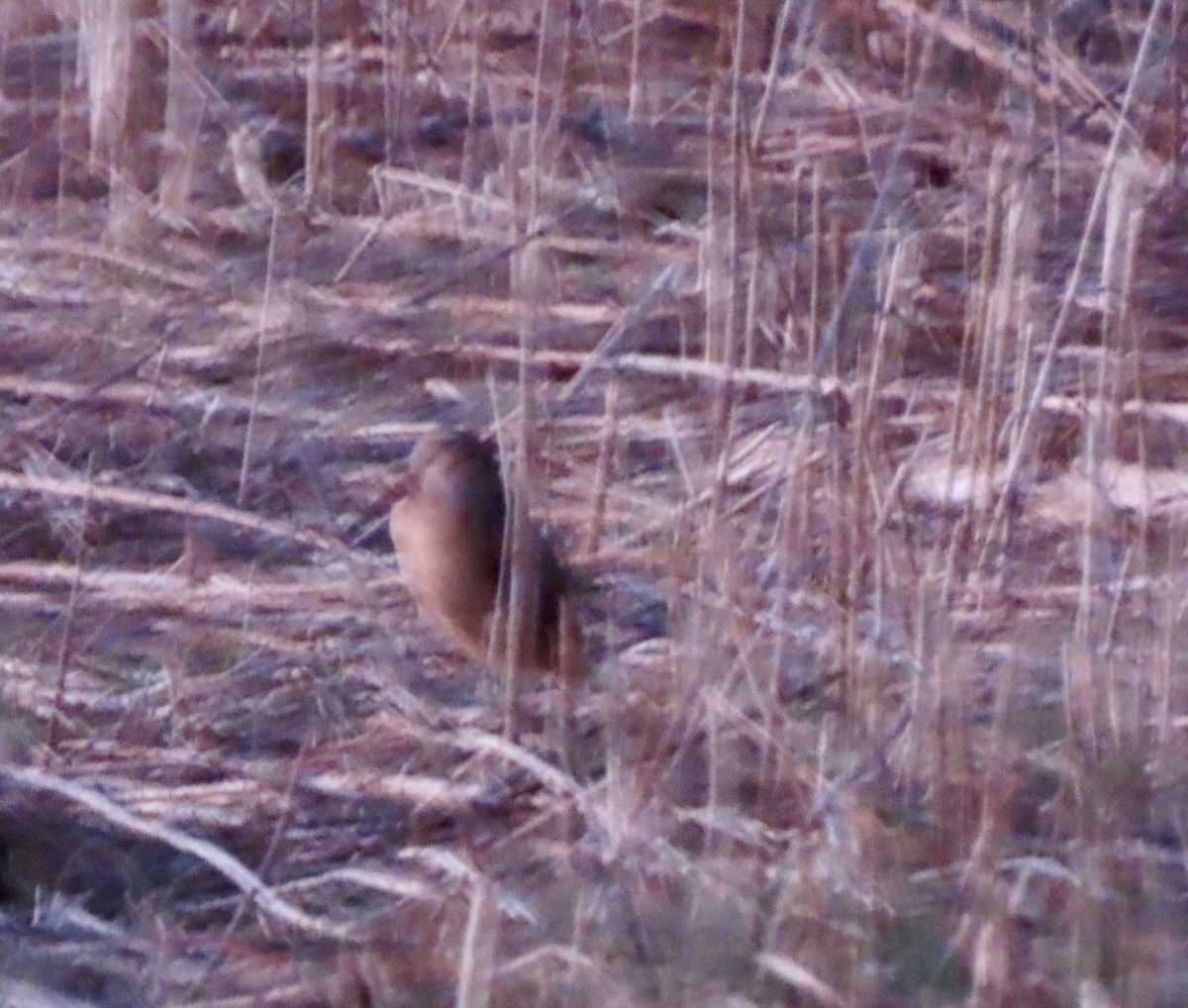 American Woodcock - Laurie Reynolds