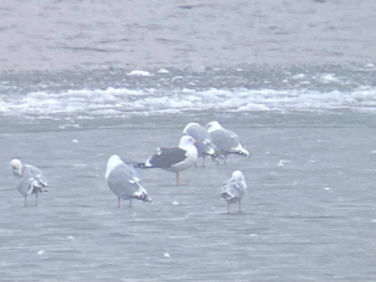 Lesser Black-backed Gull - ML615613063