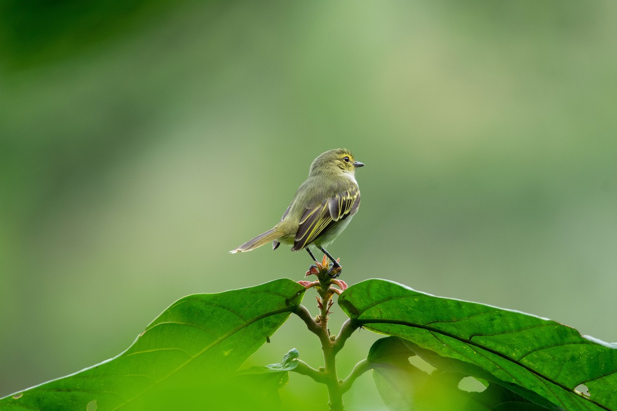 Golden-faced Tyrannulet - Claudia Castro