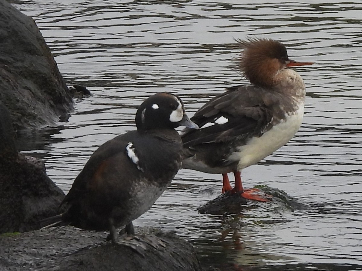 Harlequin Duck - ML615613119