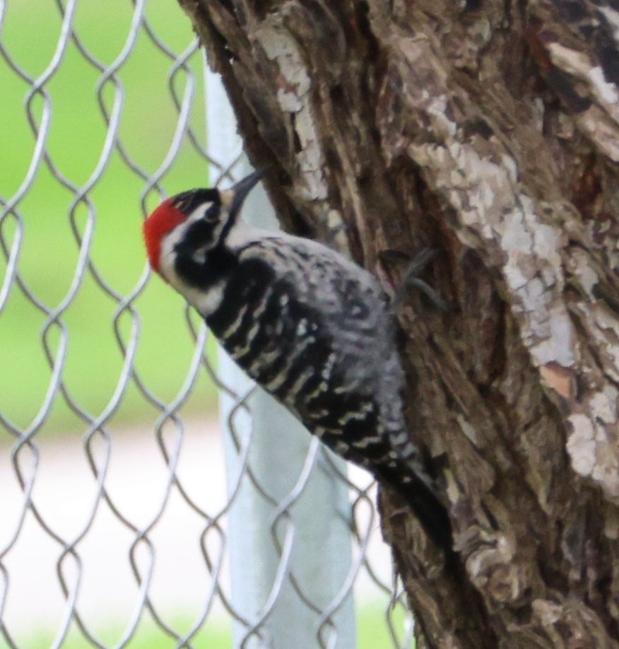 Nuttall's Woodpecker - ML615613143