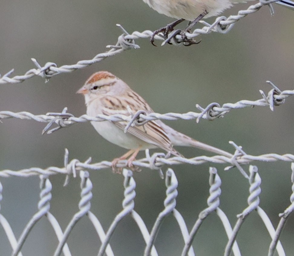 Chipping Sparrow - ML615613256