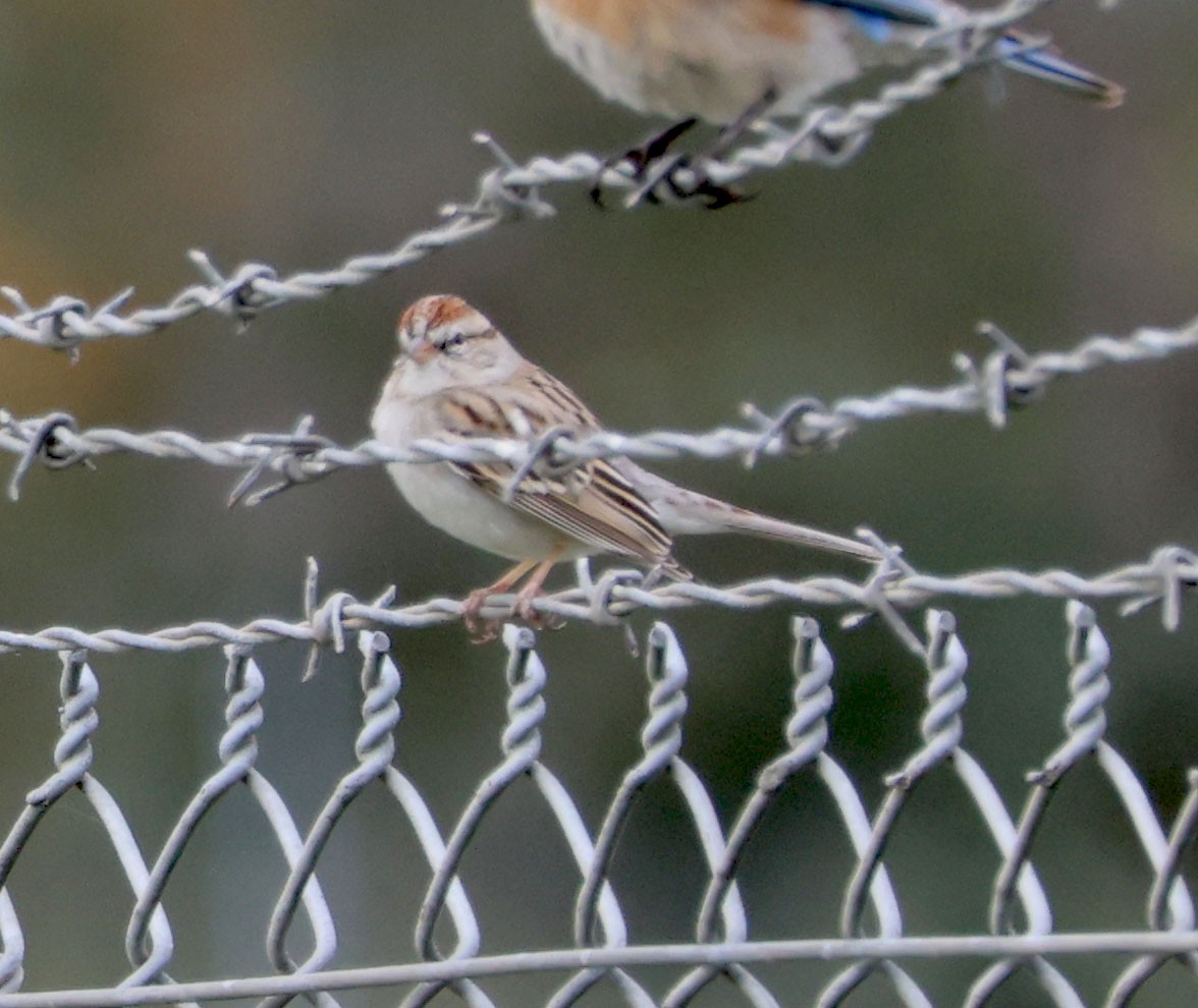 Chipping Sparrow - ML615613257