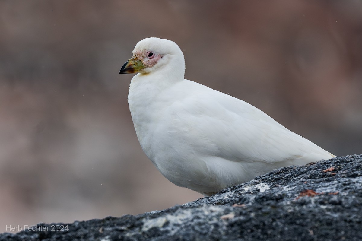 Snowy Sheathbill - ML615613378