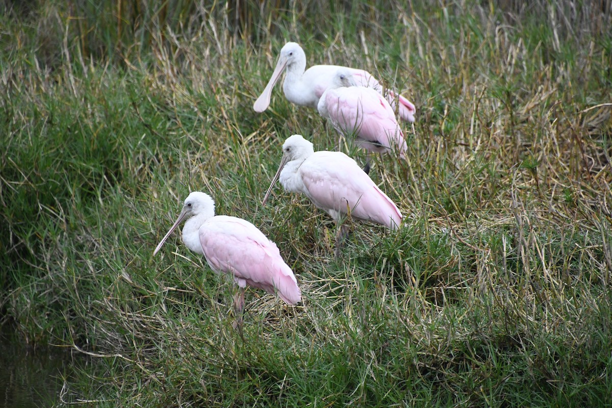 Roseate Spoonbill - ML615613404