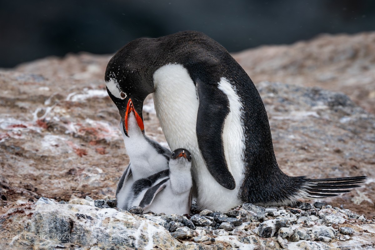 Gentoo Penguin - Herbert Fechter