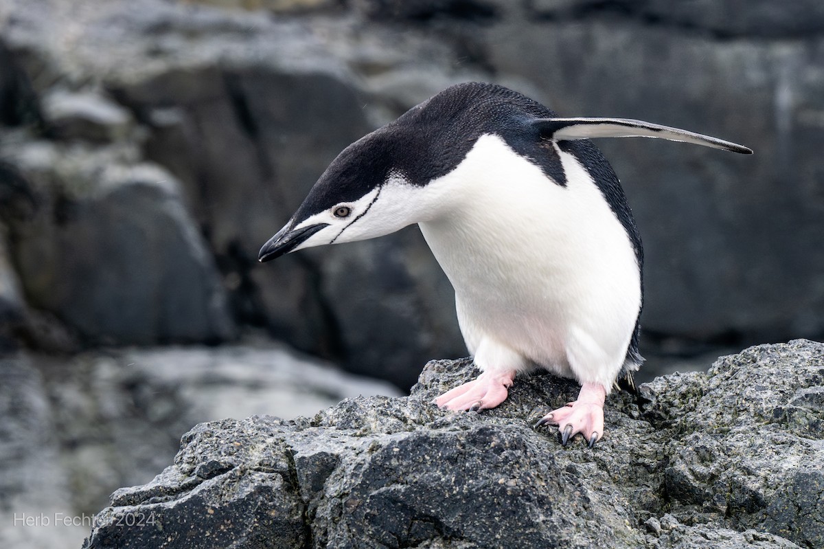 Chinstrap Penguin - ML615613444