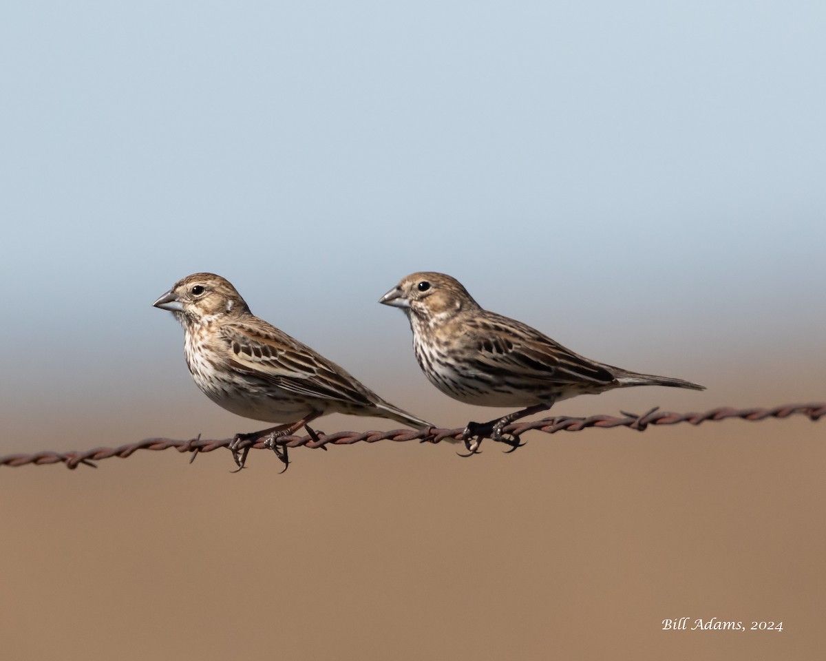 Lark Bunting - ML615613498