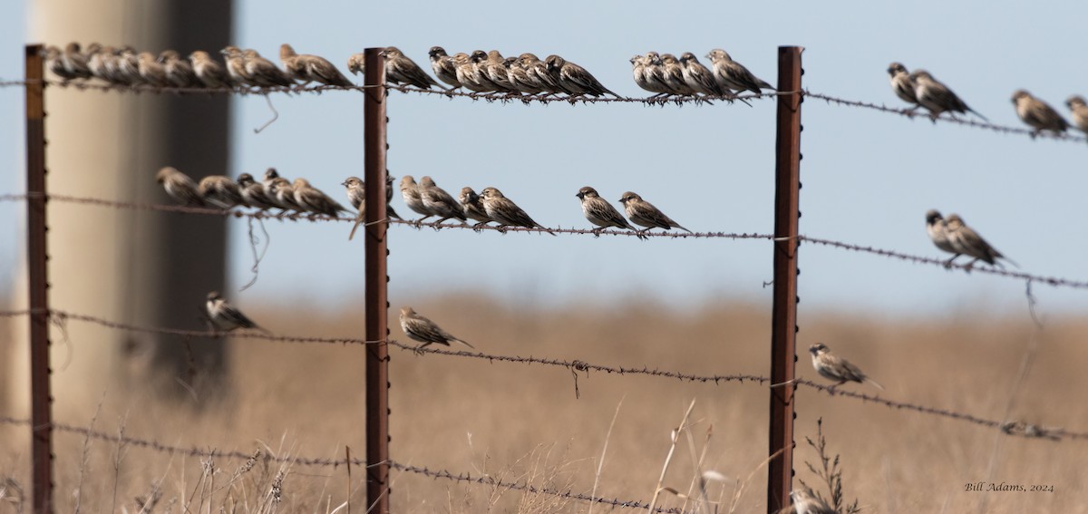 Lark Bunting - Bill Adams