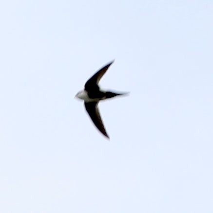 White-throated Swift - Diane Etchison