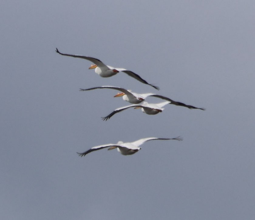 American White Pelican - ML615613561