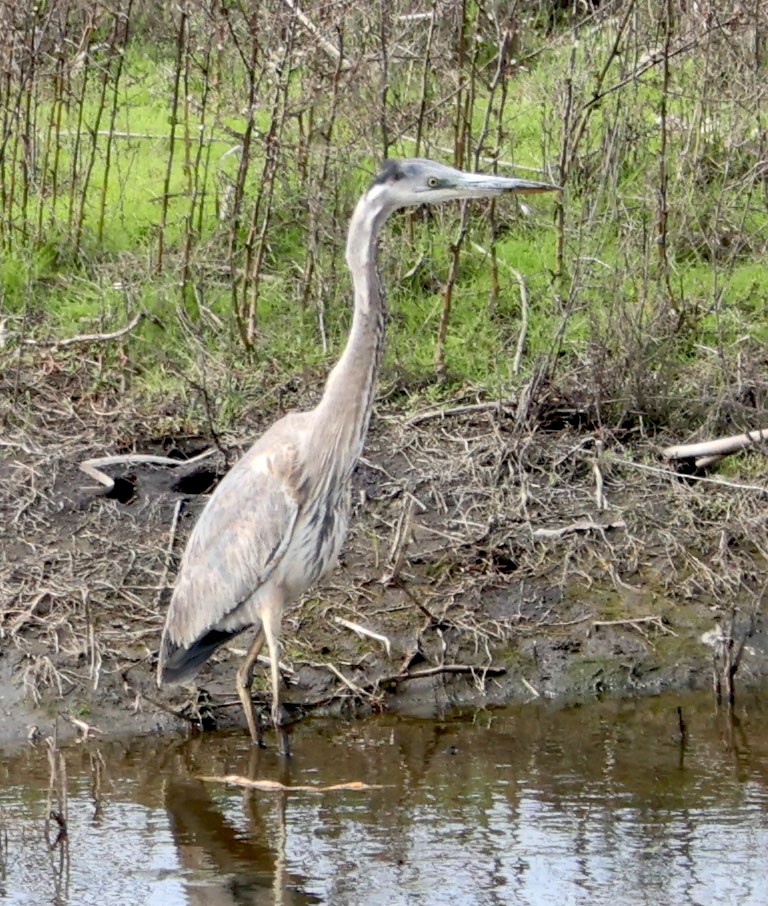 Great Blue Heron - ML615613568