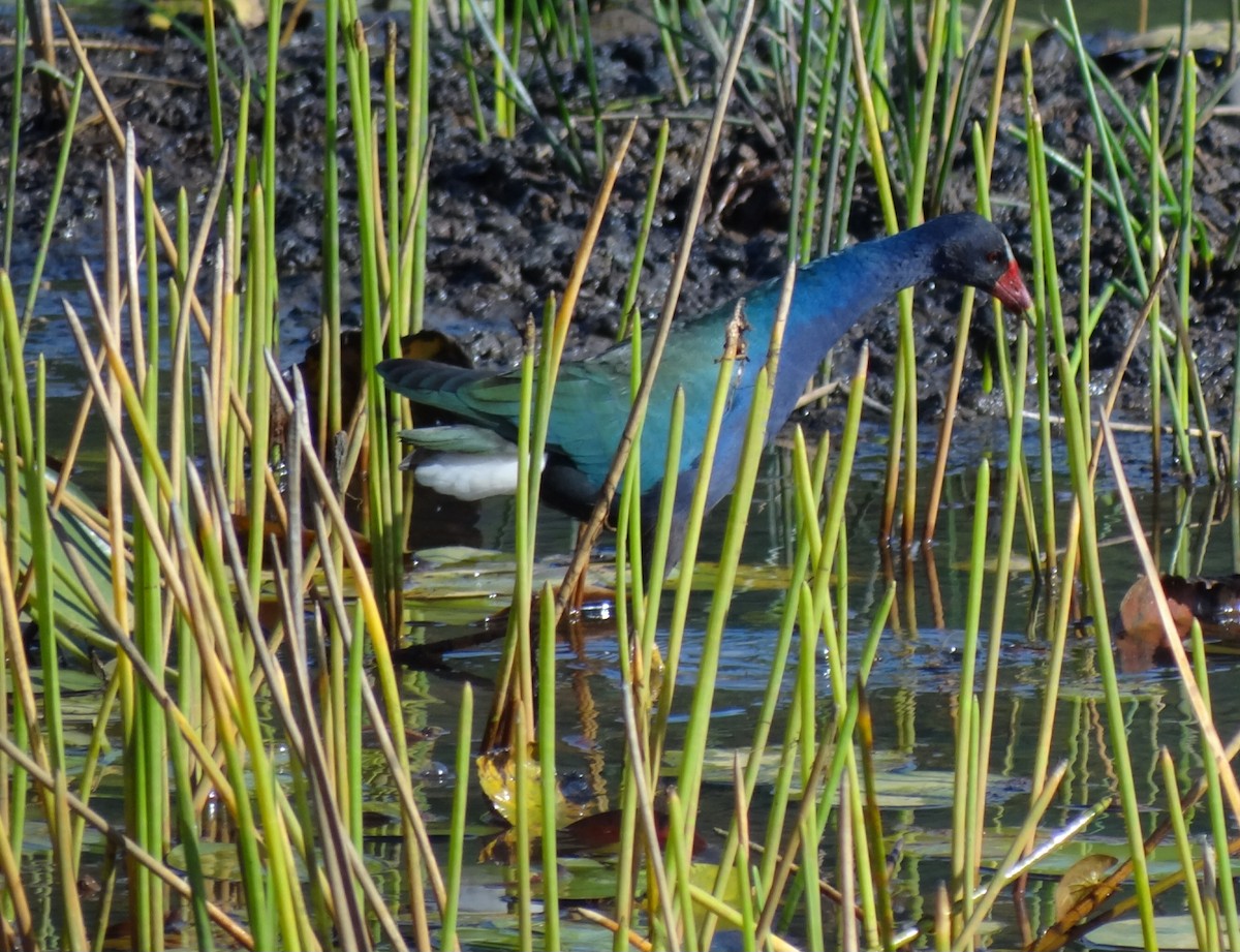 Purple Gallinule - Eduardo Correa