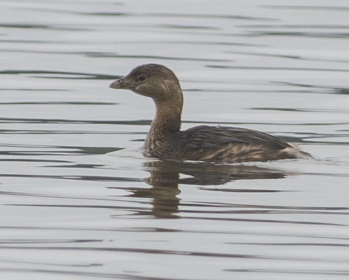 Pied-billed Grebe - ML615613703