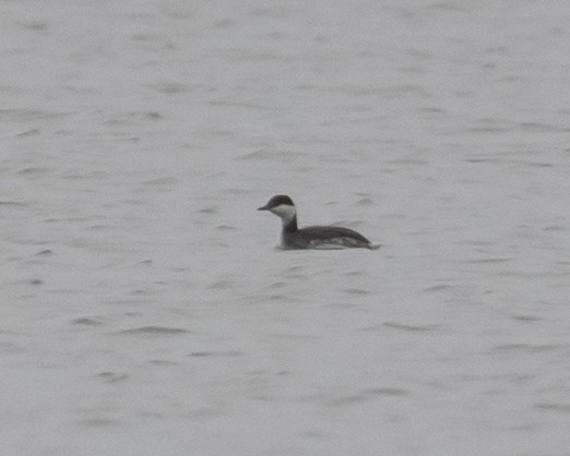 Horned Grebe - ML615613720