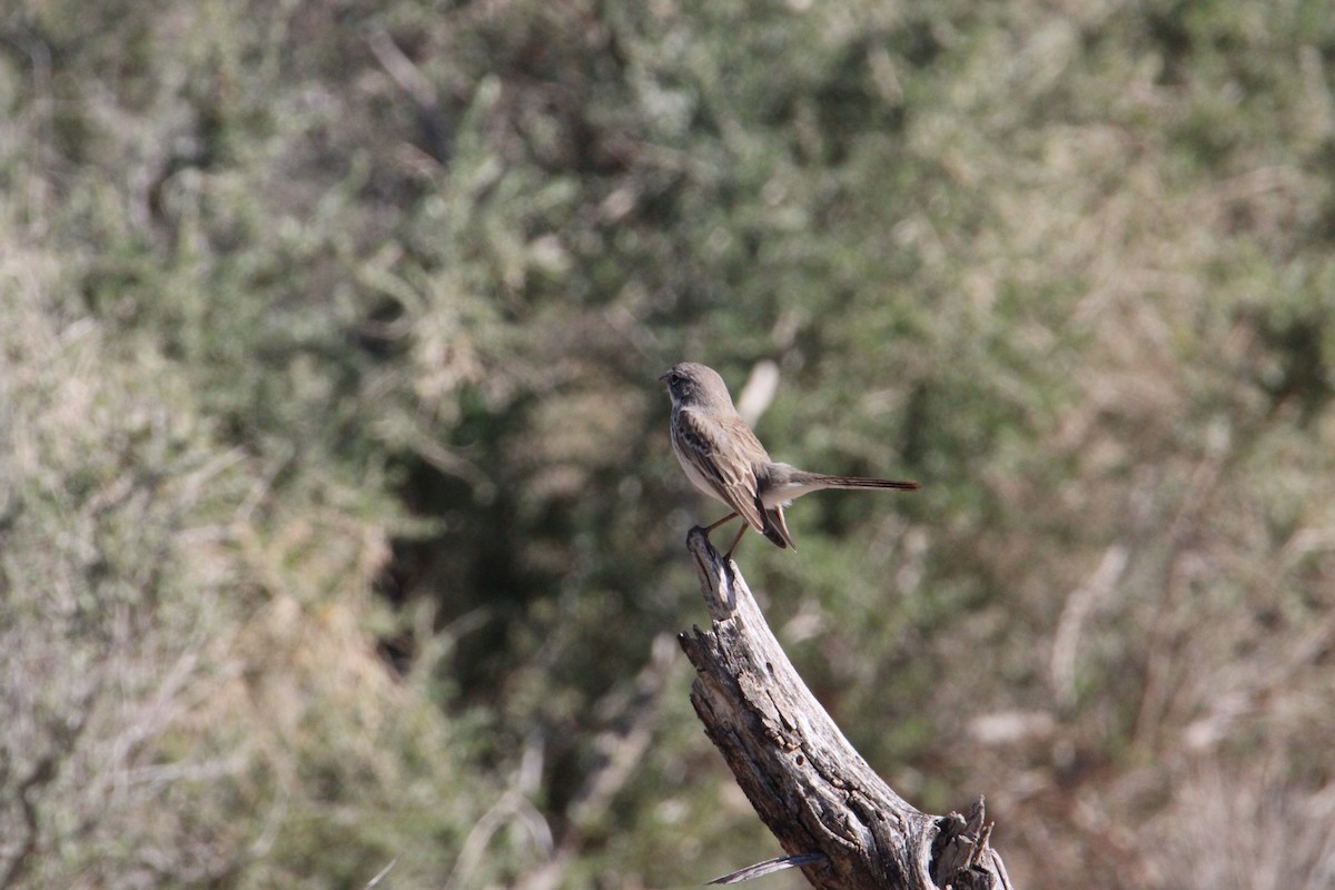 Sagebrush Sparrow - ML615613721