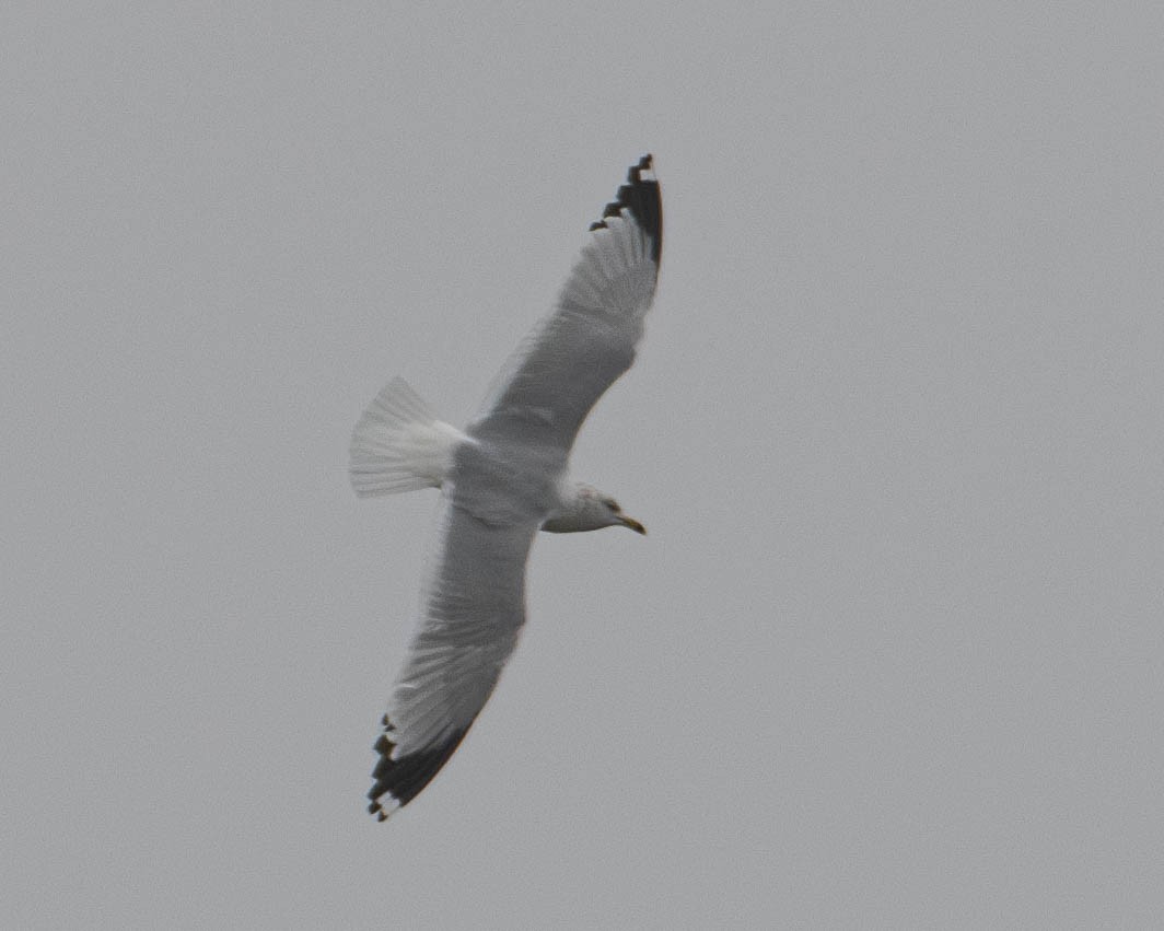 Ring-billed Gull - Gary Hofing