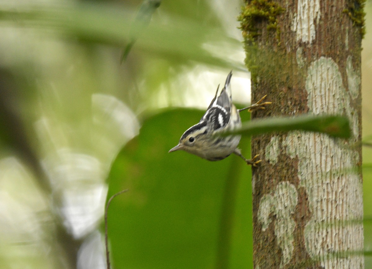 Black-and-white Warbler - Claudia Castro