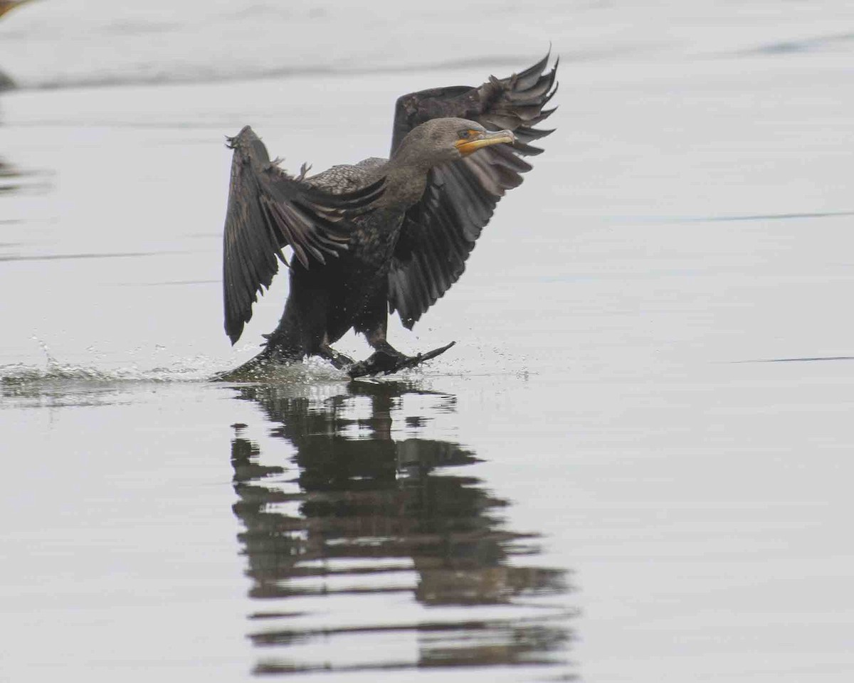 Double-crested Cormorant - ML615613762